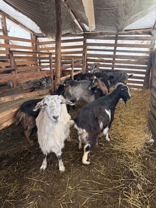 Capre Alpin Franceze (corcitura)