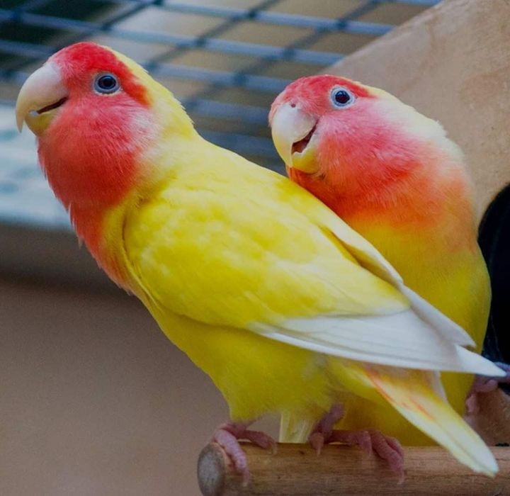 Золотой Сибрайт японский