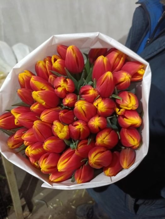 Свежий тюльпаны на 8 март