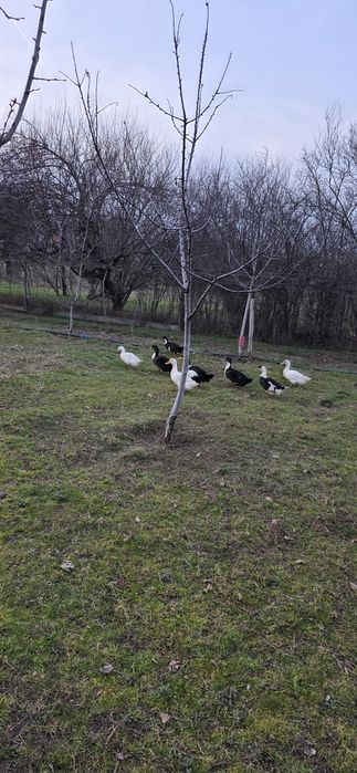 Rate românești de vanzare