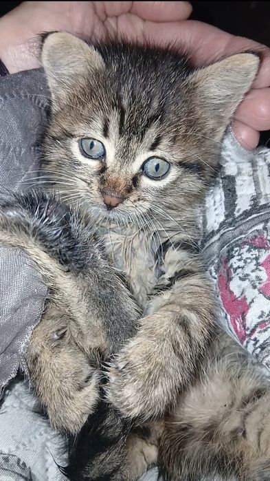 Малък, умен и красив младеж търси дом