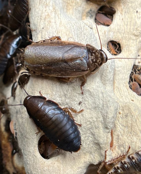 Мраморный таракан кормовая культура