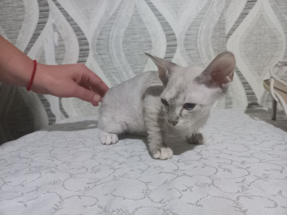 Кошки сфинкс браш