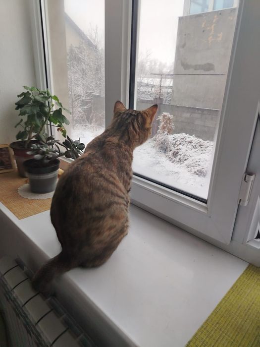 Взрослая кошка мышеловка
