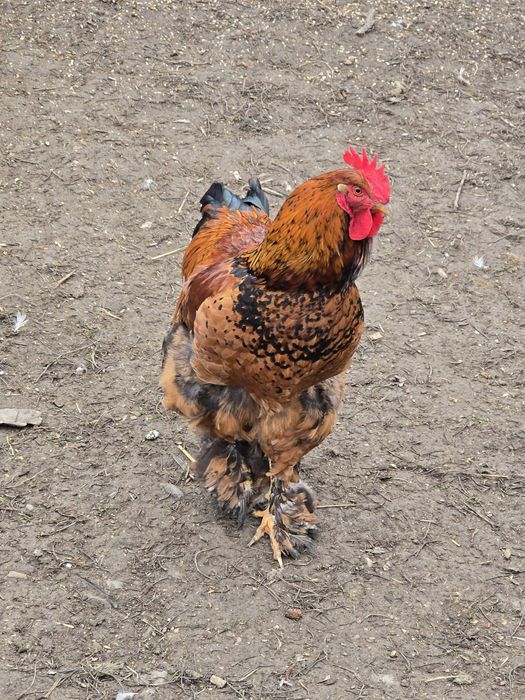 Vând cocoși de rasă foarte frumoși  din primăvară  NEGOCIABIL