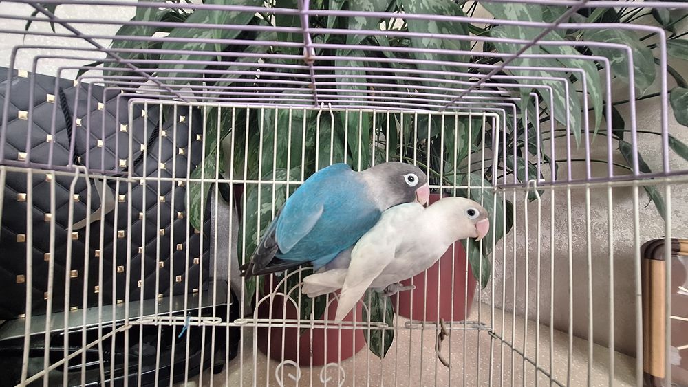 Попугаи неразлучники