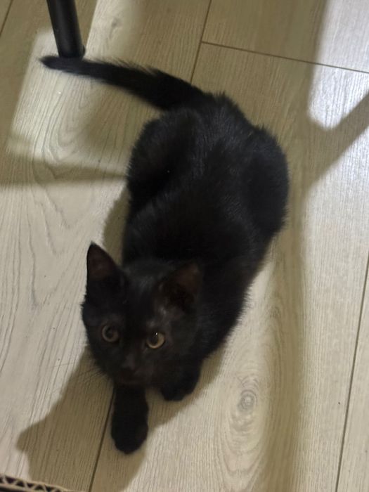 Котенок 3 месяца