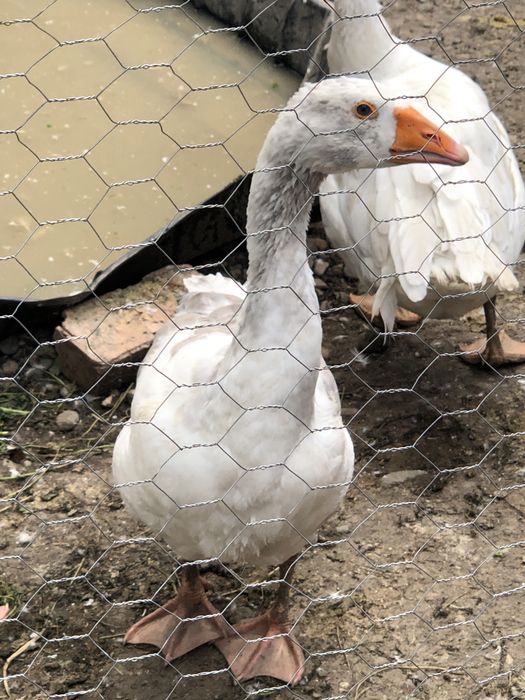 Vand gaste de anul trecut 5 gascani si 2 gascute