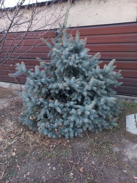 Продам голубую ель