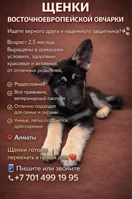 Щенки Восточно-европейской Овчарки