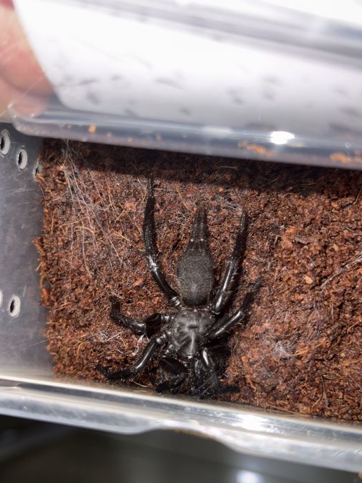 Воронковый паук ПАРА Macrothele raveni