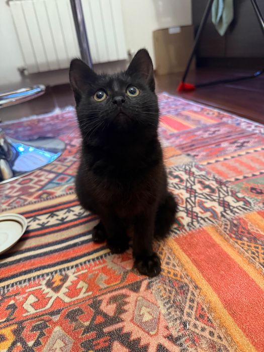 отдам котят в добрый руки