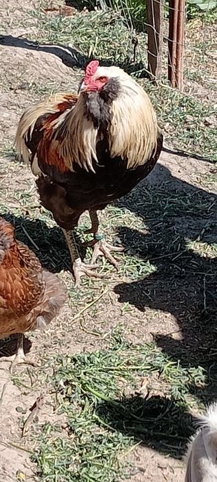 Vând familie rasa Marans 2+1si un cocoș Araucan toate din anul 2025