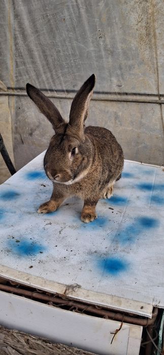 Iepure Uriaș Belgian mascul