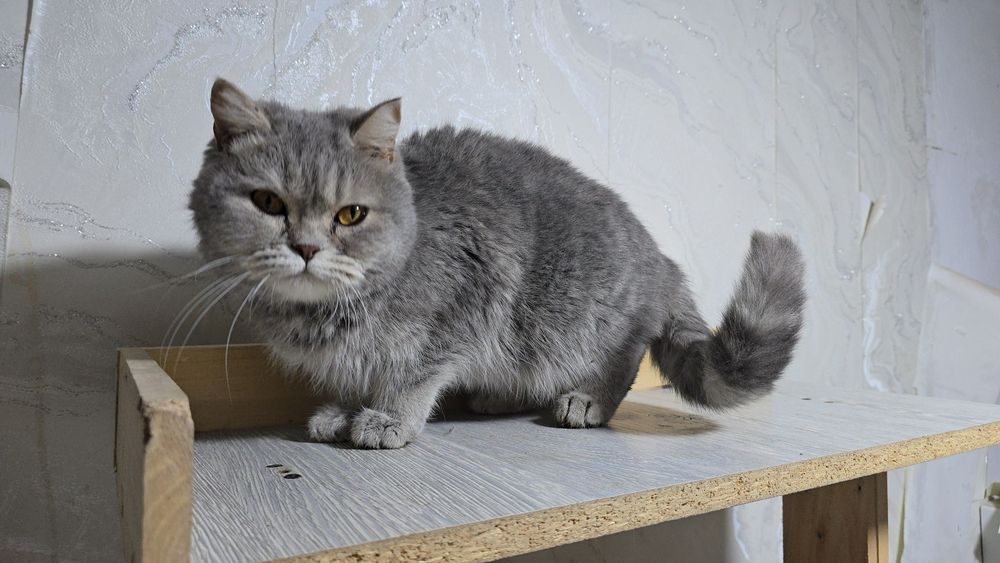 Британские девичка хомиладор