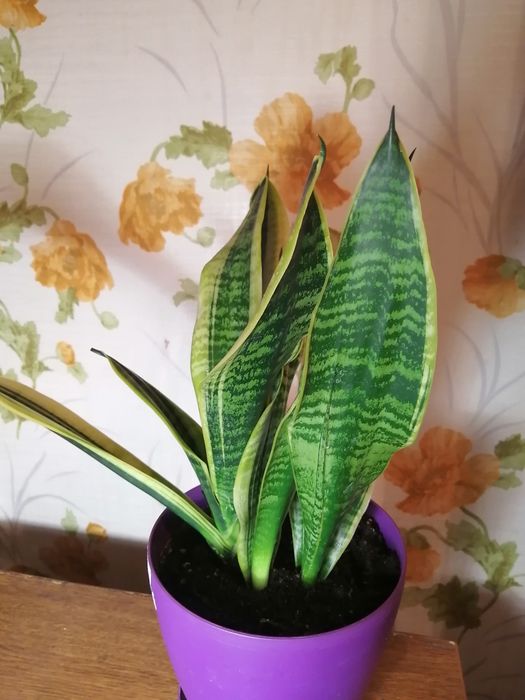 Продам сансевиерию