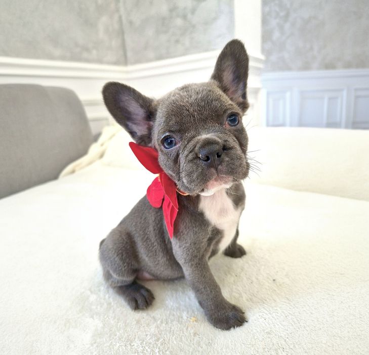Bulldog Francez Blue