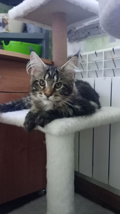 Продам Очень Крупного Мейн Куна