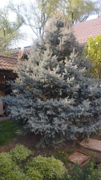 Голубая ель 3,5м