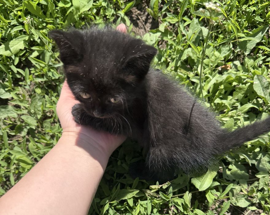 Отдам котёнка в добрые руки