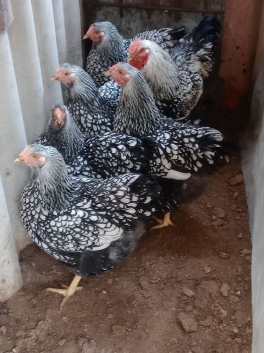 Vând familie de păsări Australorp