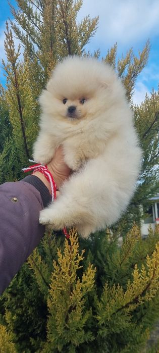 Померан  мини померанче