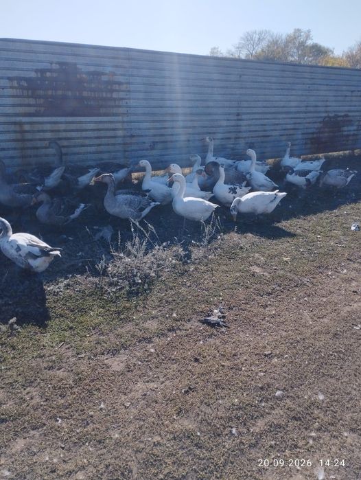 Продам крупных домашних гусей.