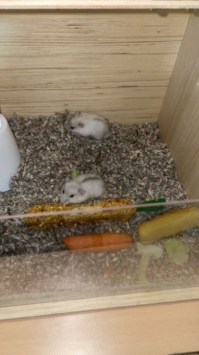 Hamster pitic mascul