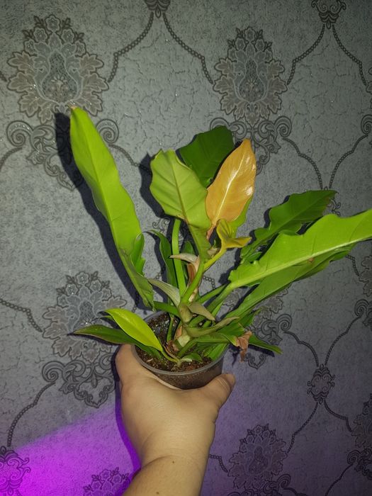 Продам филодендрон Голден Крокодил.