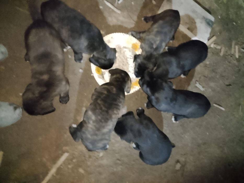 Күшік сатамын парода Кане корс