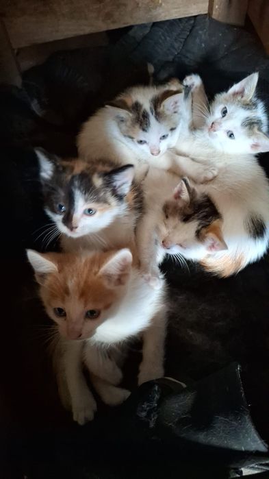 Отдам бесплатно котят