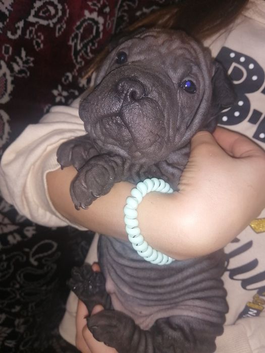 Шарпейчики бронь