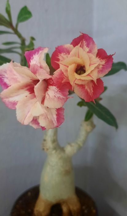 Адениум "Venice sunset ".