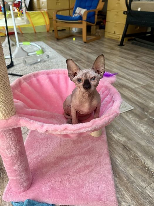 Sphynx cu pedigree si teste