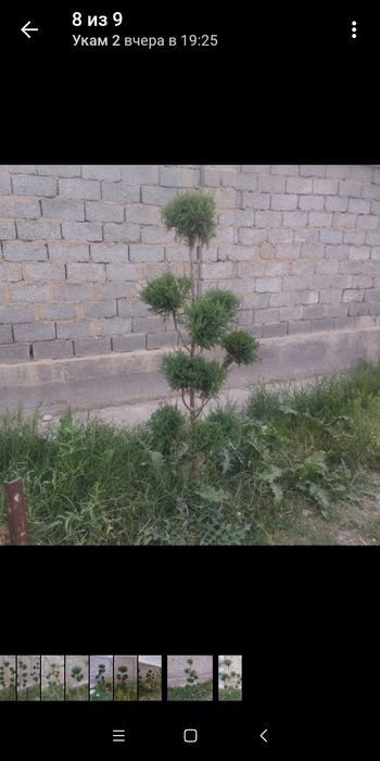 Арча бансай 100 сум  ссссс