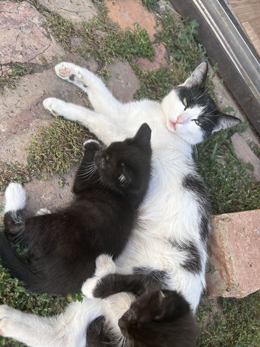 Отдам котят в добрые руки.