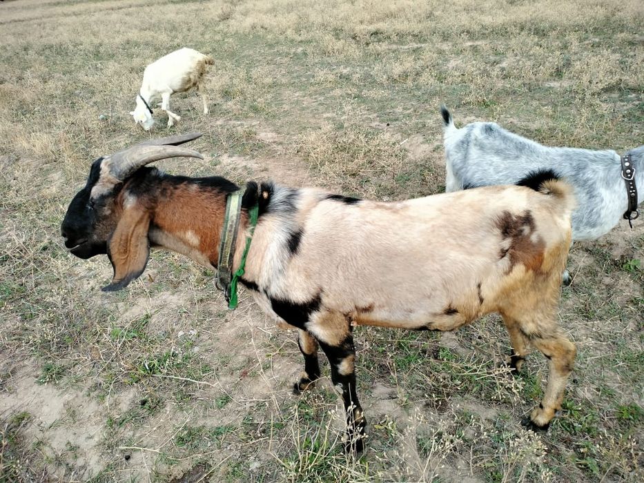 Ешкі қашыру Вязки коза