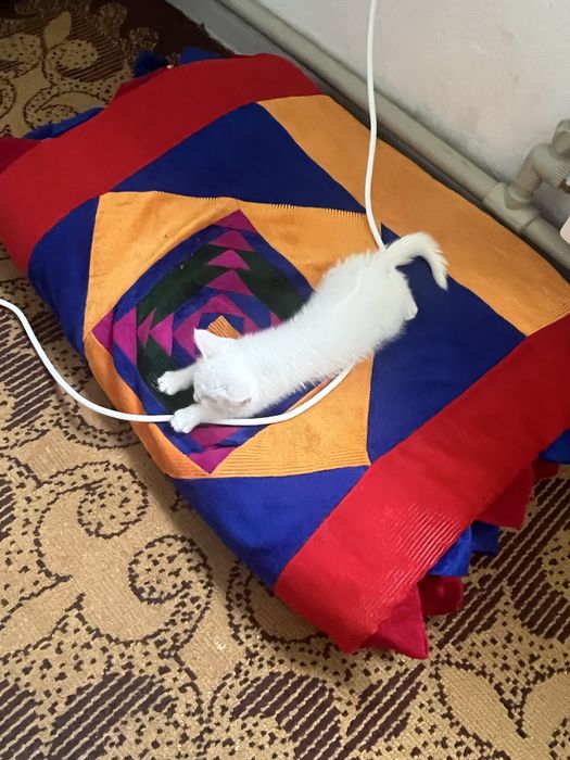 Котёнок, кошка Тараз
