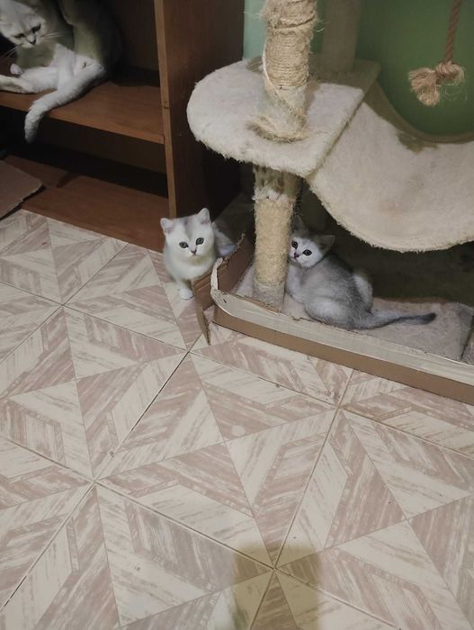 Британската сребърна чинчила, златна чинчила