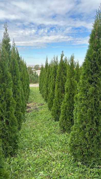 Туя смарагд в Алматы