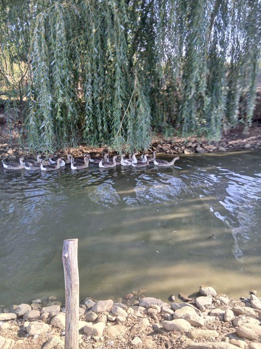 Vand gaste unguresti si toulouse