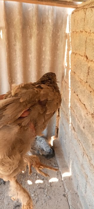 BRAMA Gibrid joʻjalari sotiladi