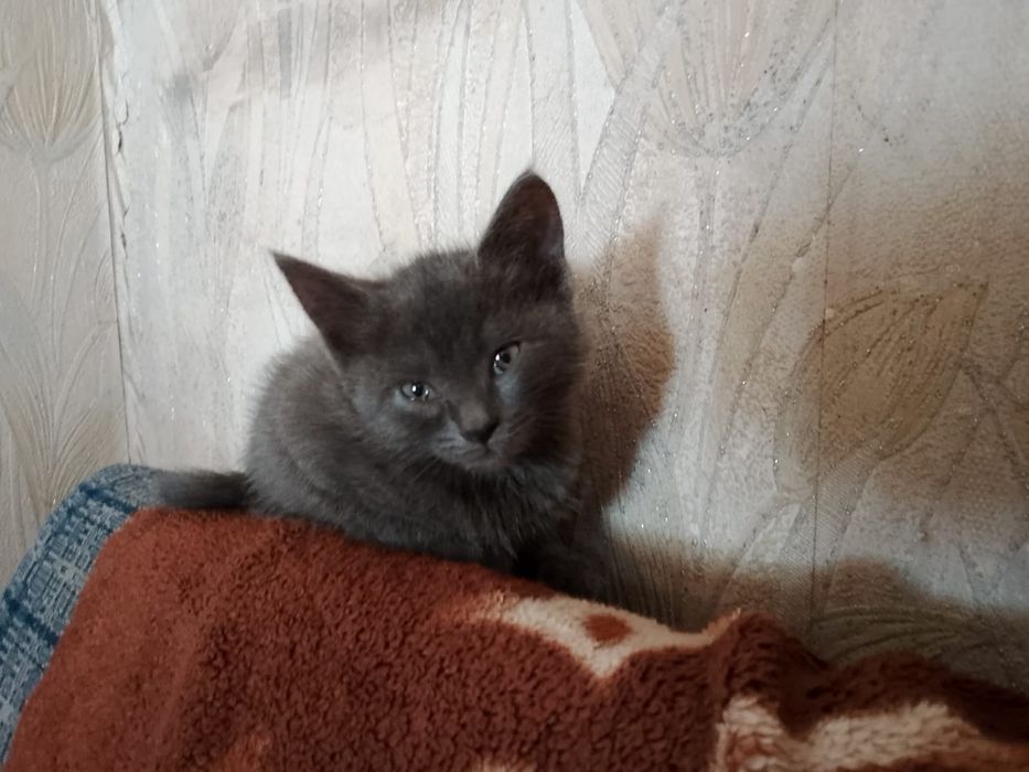 Хорошенькие две кошечки