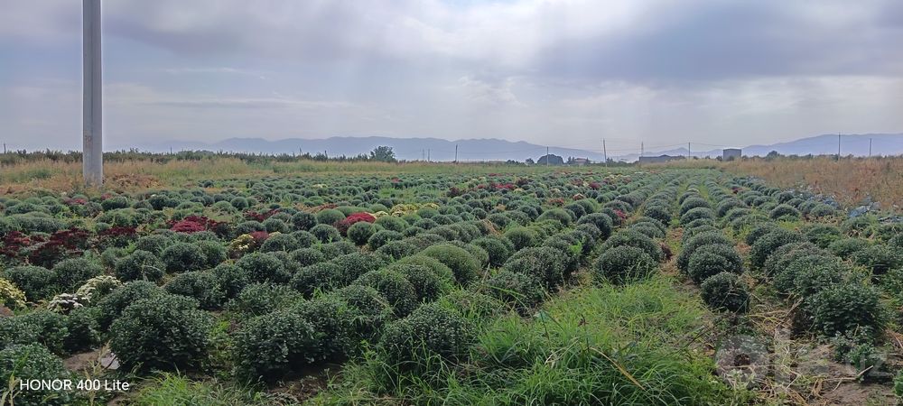 Глобус гуллари сотув бошланди