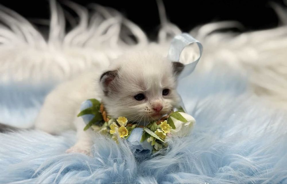 Рэгдолл Рэгдолл Рэгдолл!!!