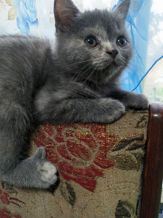 Кошечка и котик 25 тысяч