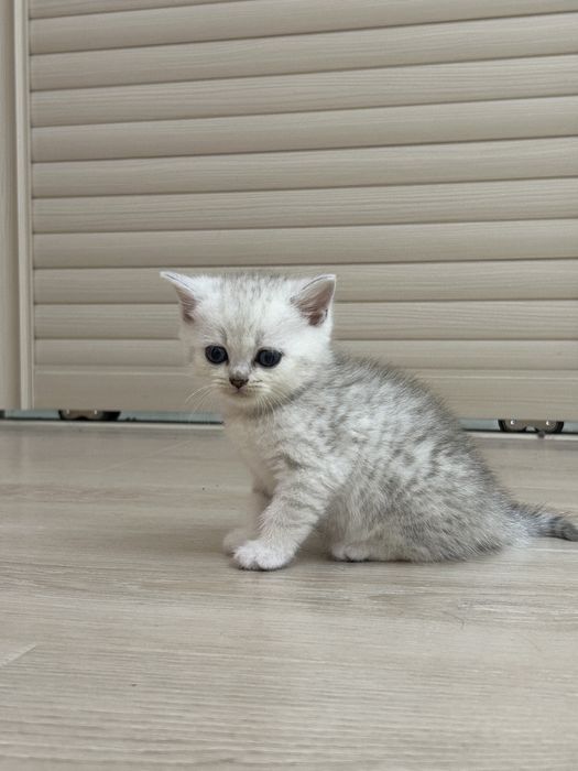 Котята Британские Шиншилы