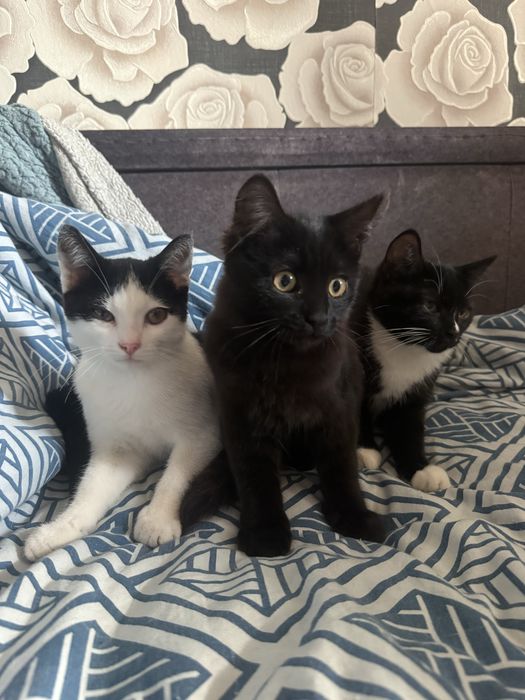 Отдам Котят в добрыре руки