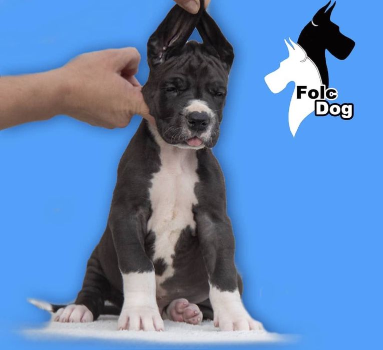 Щенки Немецкого Дога