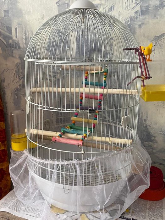 Продам попугай Карелла